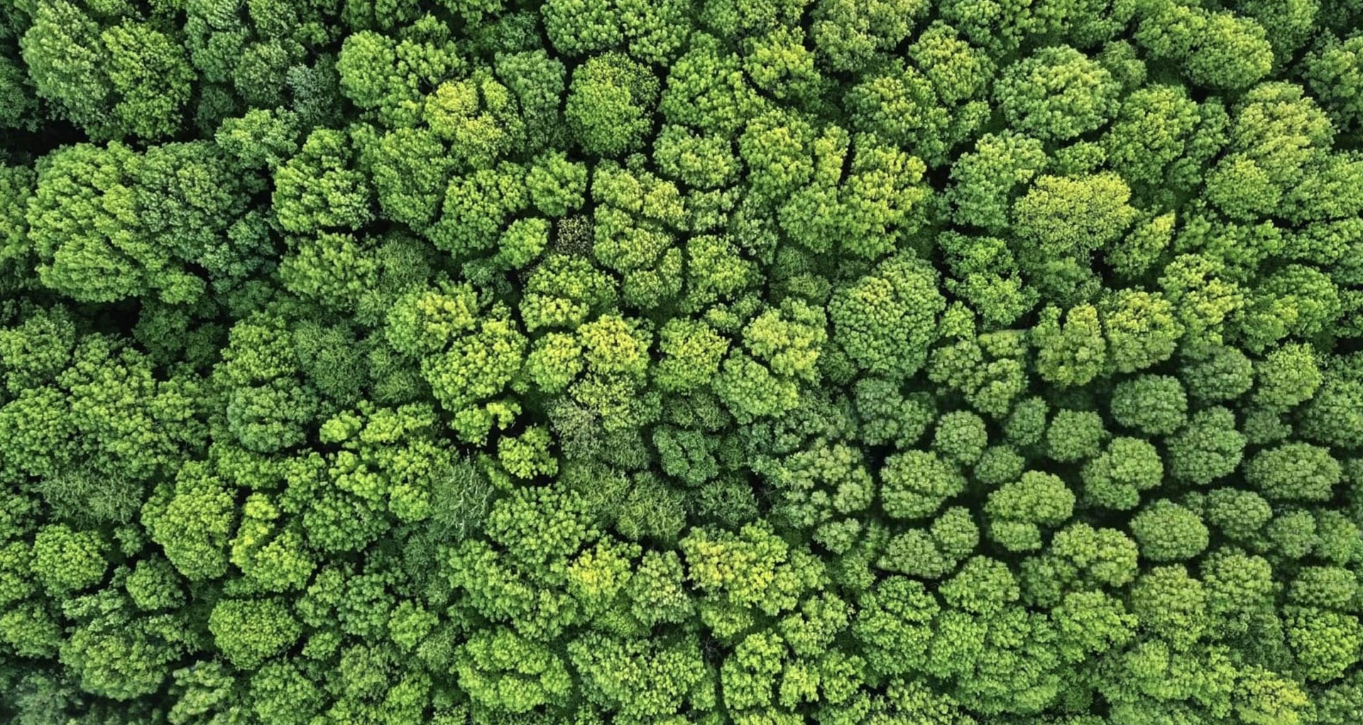 Alzheimer Yaşlı Bakıcısı